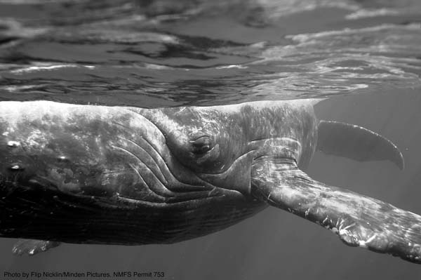 A Whale of a Tale • Friday